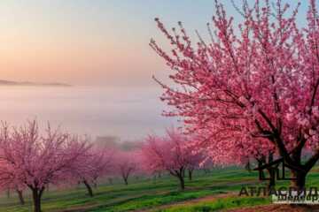 Ведение садоводства, 10 сот.